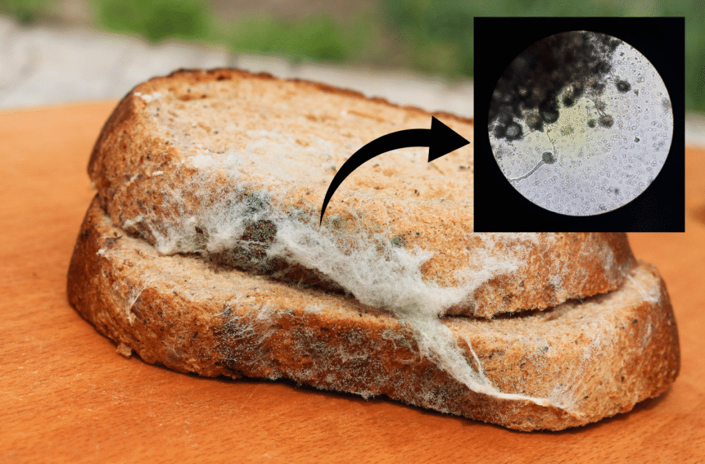 Mould forms on moist bread.