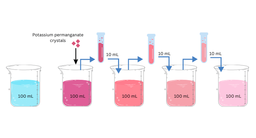 Successive dilutions take place in each beaker.