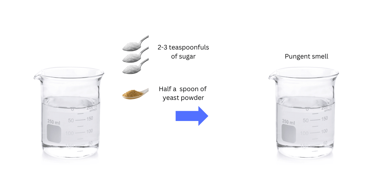 Conversion of sugar into alcohol by yeast.