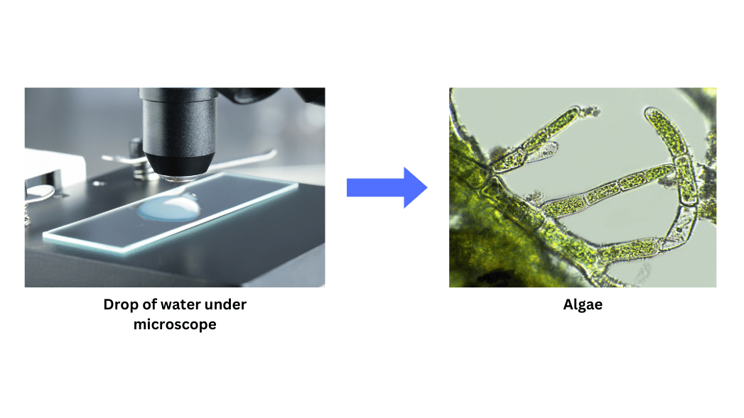 Microorganisms such as blue-green algae present in pond water.