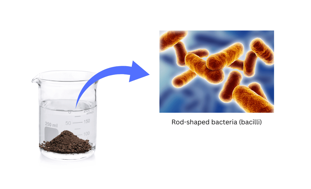 Microscopic view of rod-shaped bacteria called bacilli present in soil in water in beaker.