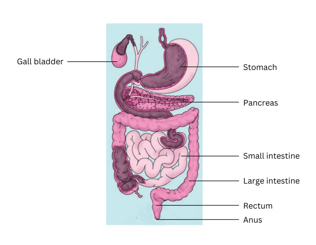 Labelled diagram of human digestive system.