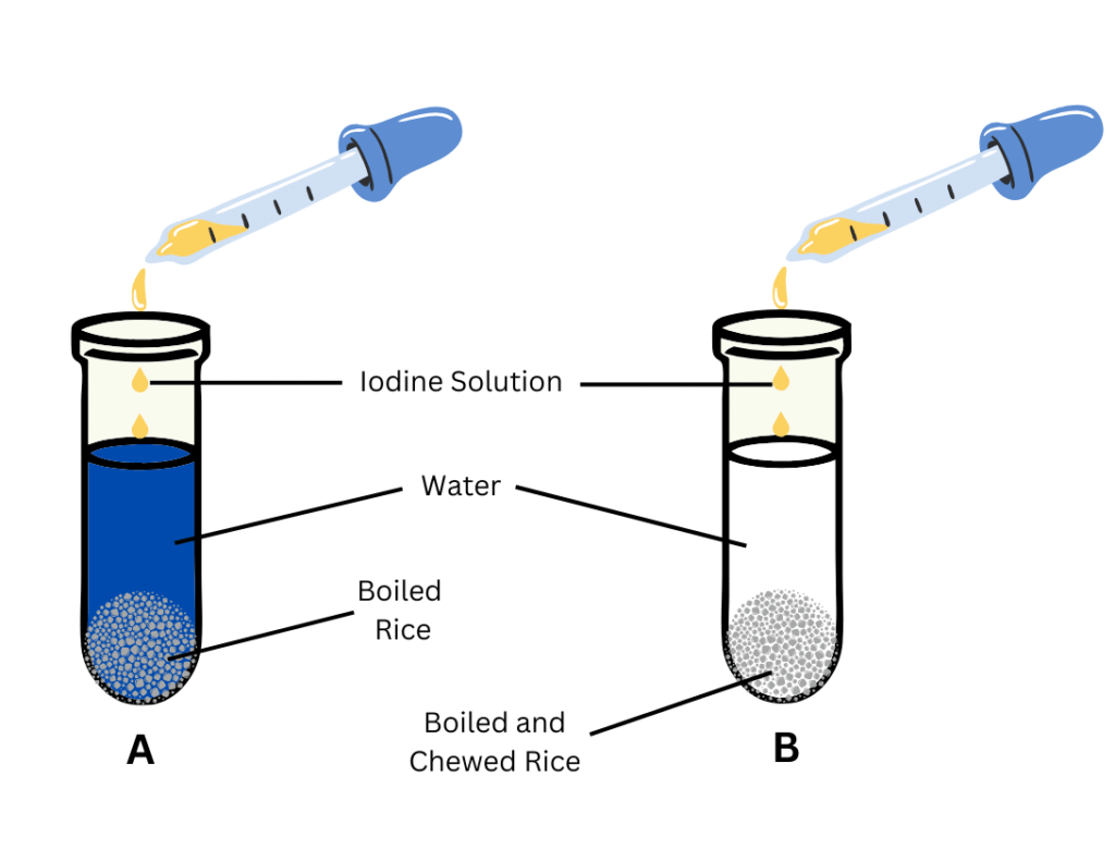 Response of boiled rice and boiled plus chewed rice in tyest tubes to iodine test.