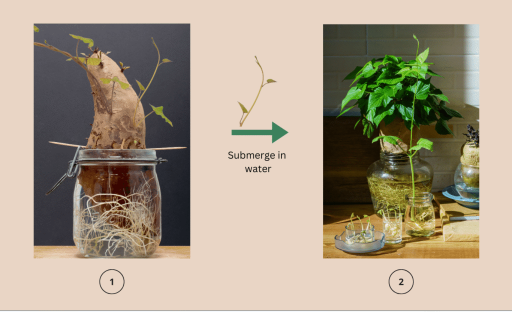Growing of a sweet potato in water.
