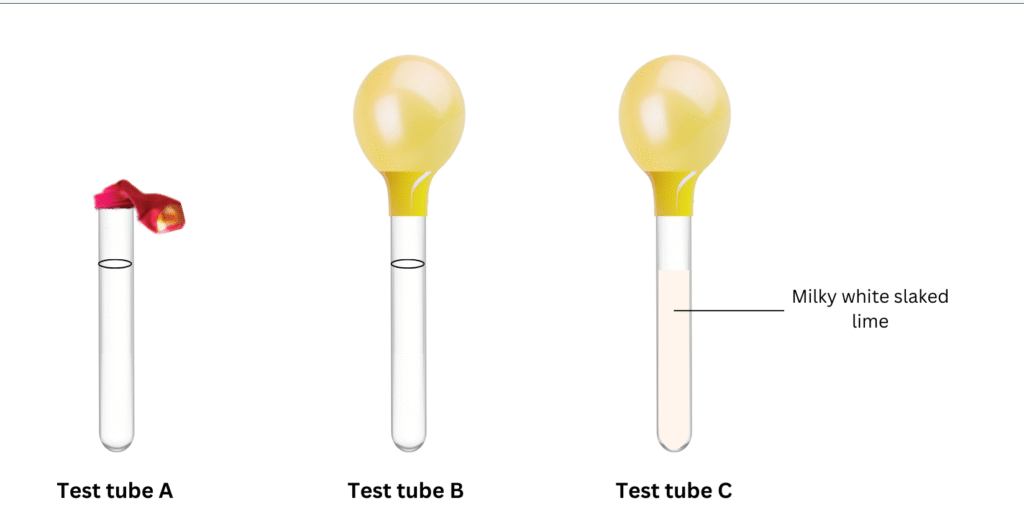 Experiment shows that yeast produces carbon dioxide during fermentation which turns lime water milky.