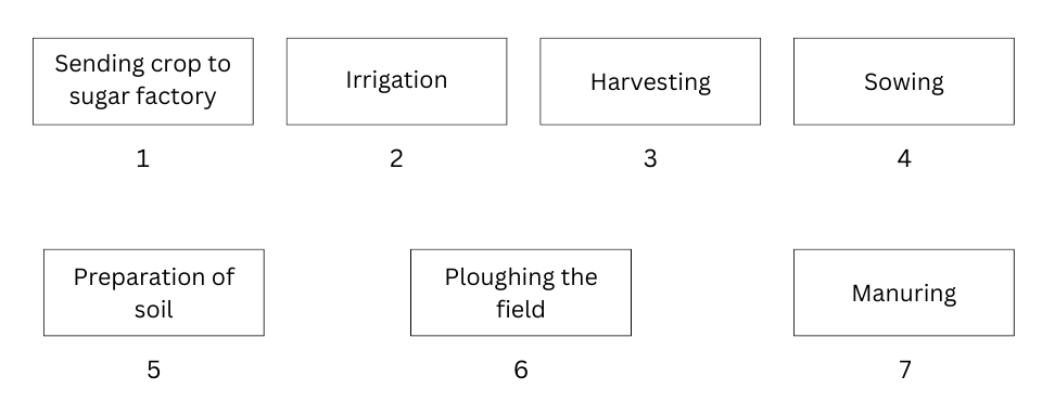 Steps for preparation of sugarcane in wrong order.
