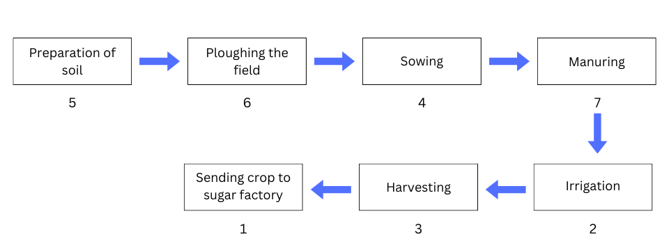 Steps for producing sugarcane in correct order.