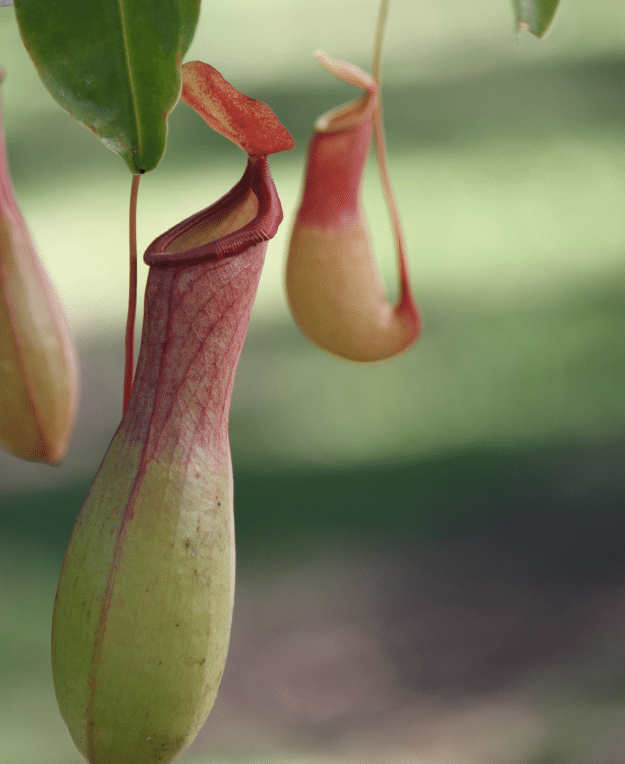 Pitcher plant.