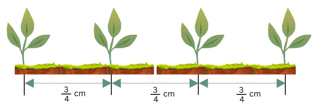 Saplings planted in a row for Problem 5 Exercise 2.2
