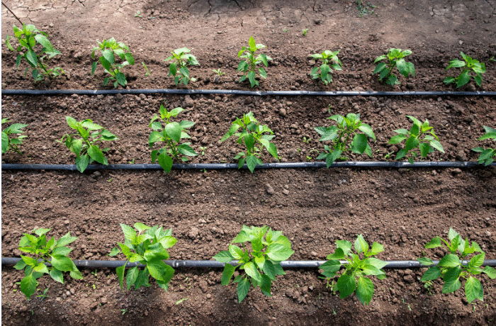 Real world drip irrigation system.