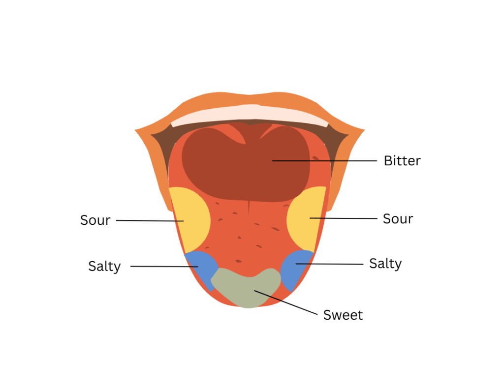 Different regions of the tongue are shown.