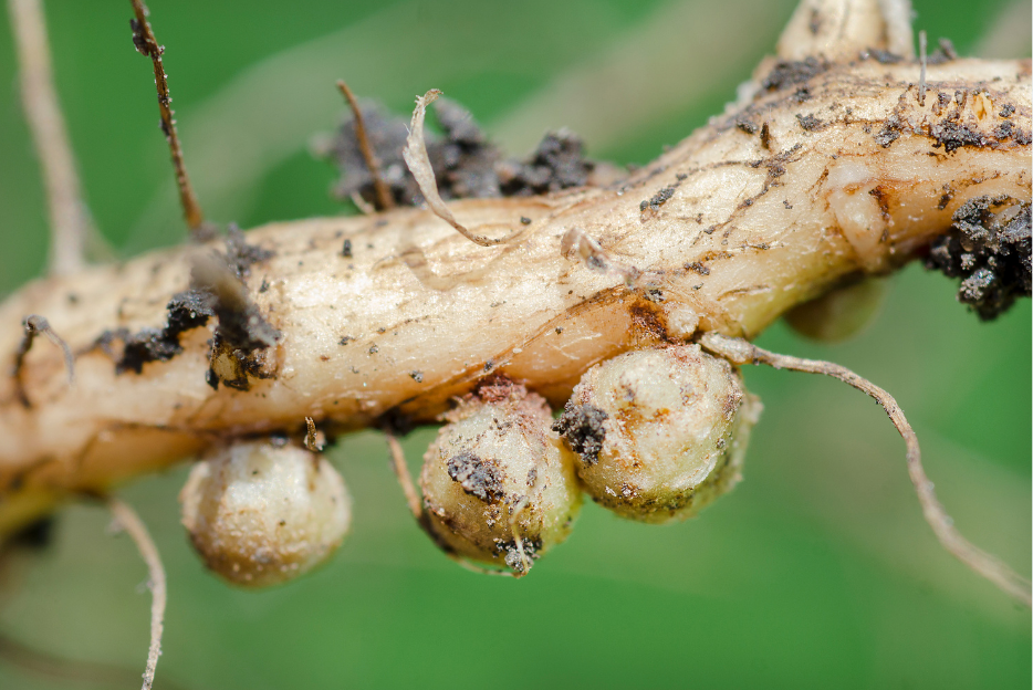 Roots nodules on roots of soyabean plant.