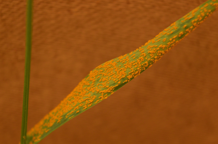 Rus of wheat disease.