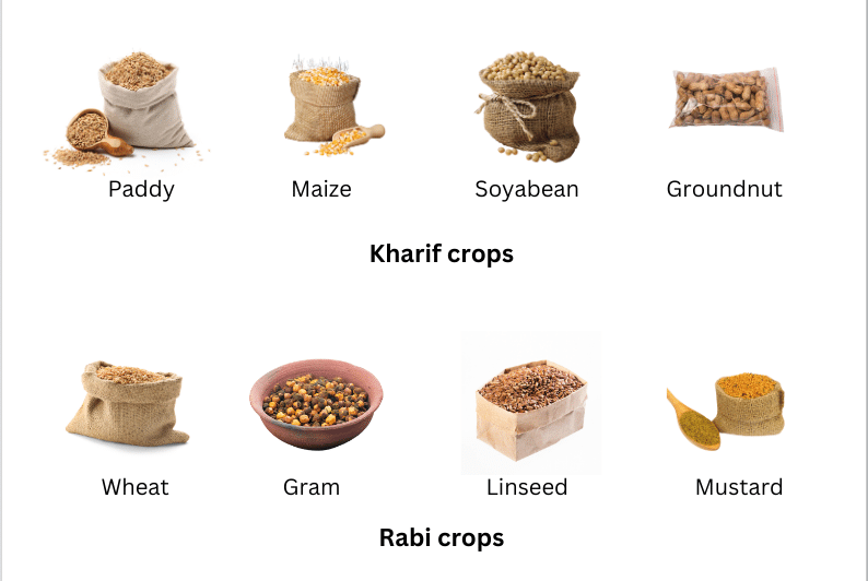 Seeds of kharif and rabi crops.
