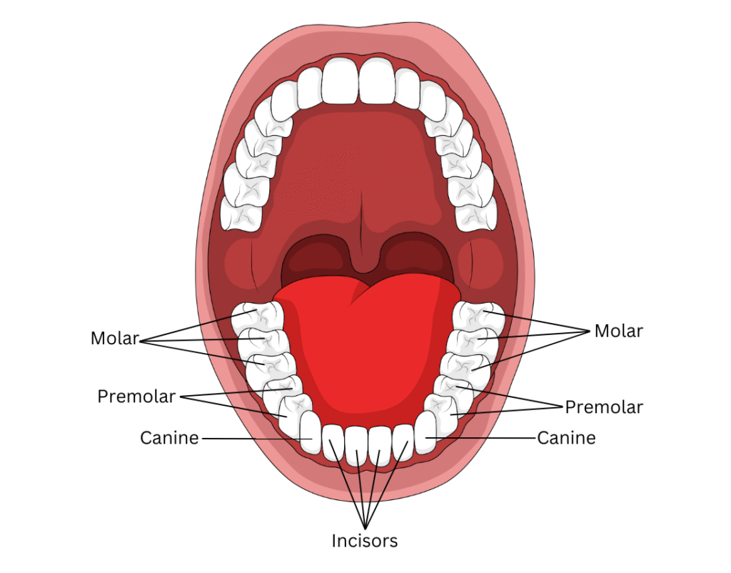 Types of teeth in the mouth.