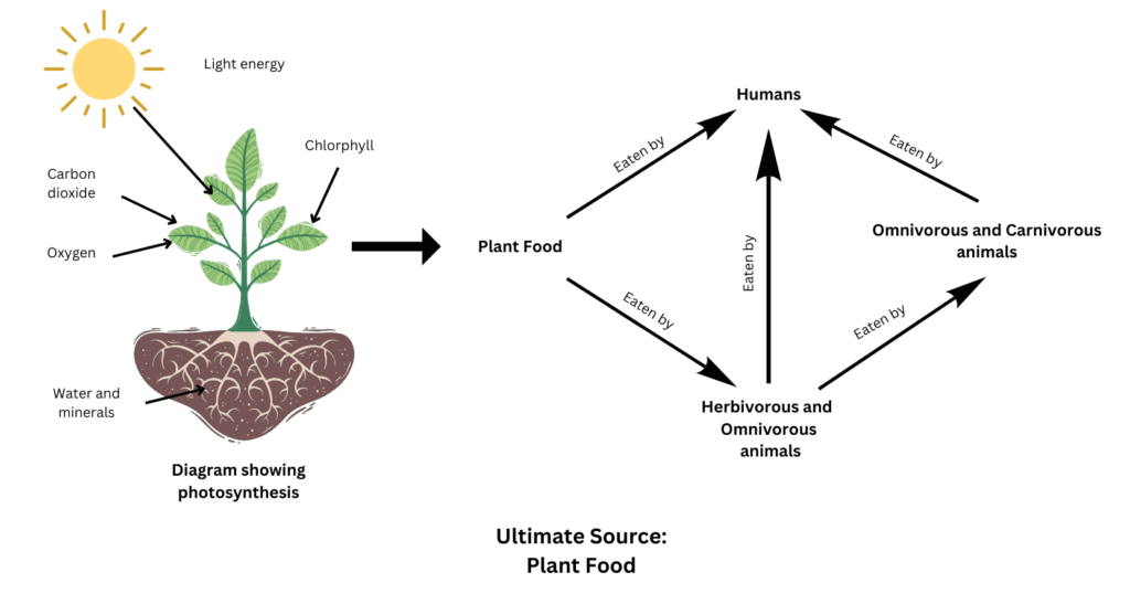 Shows how plants are the ultimate source of food.