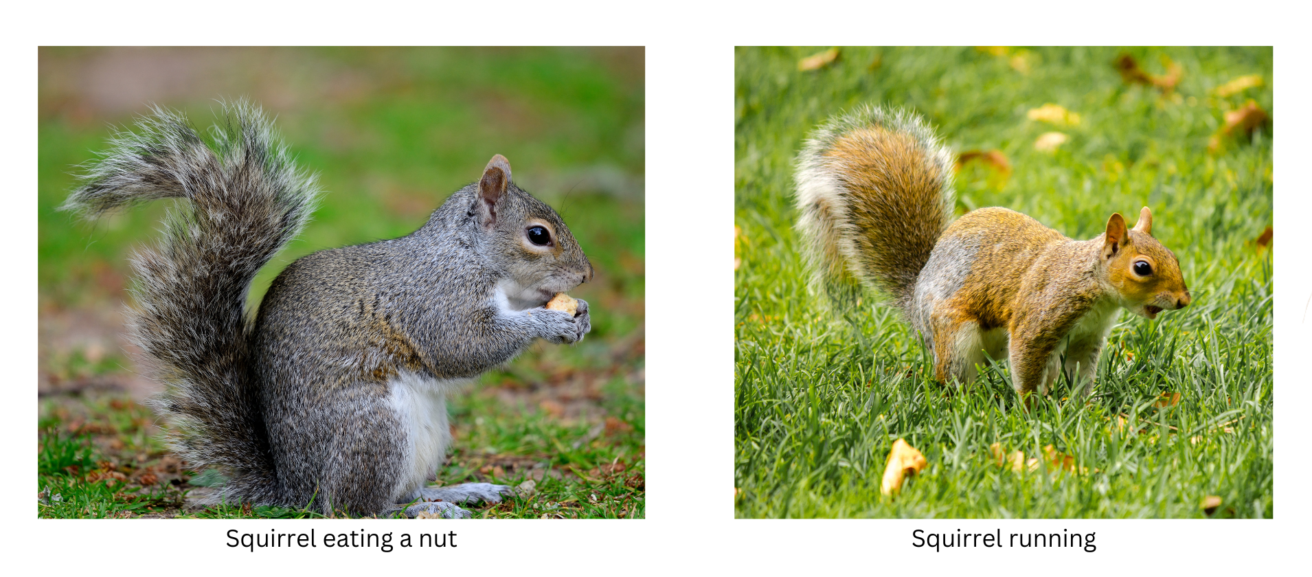 Squirrel eating a nut and another squirrel running.