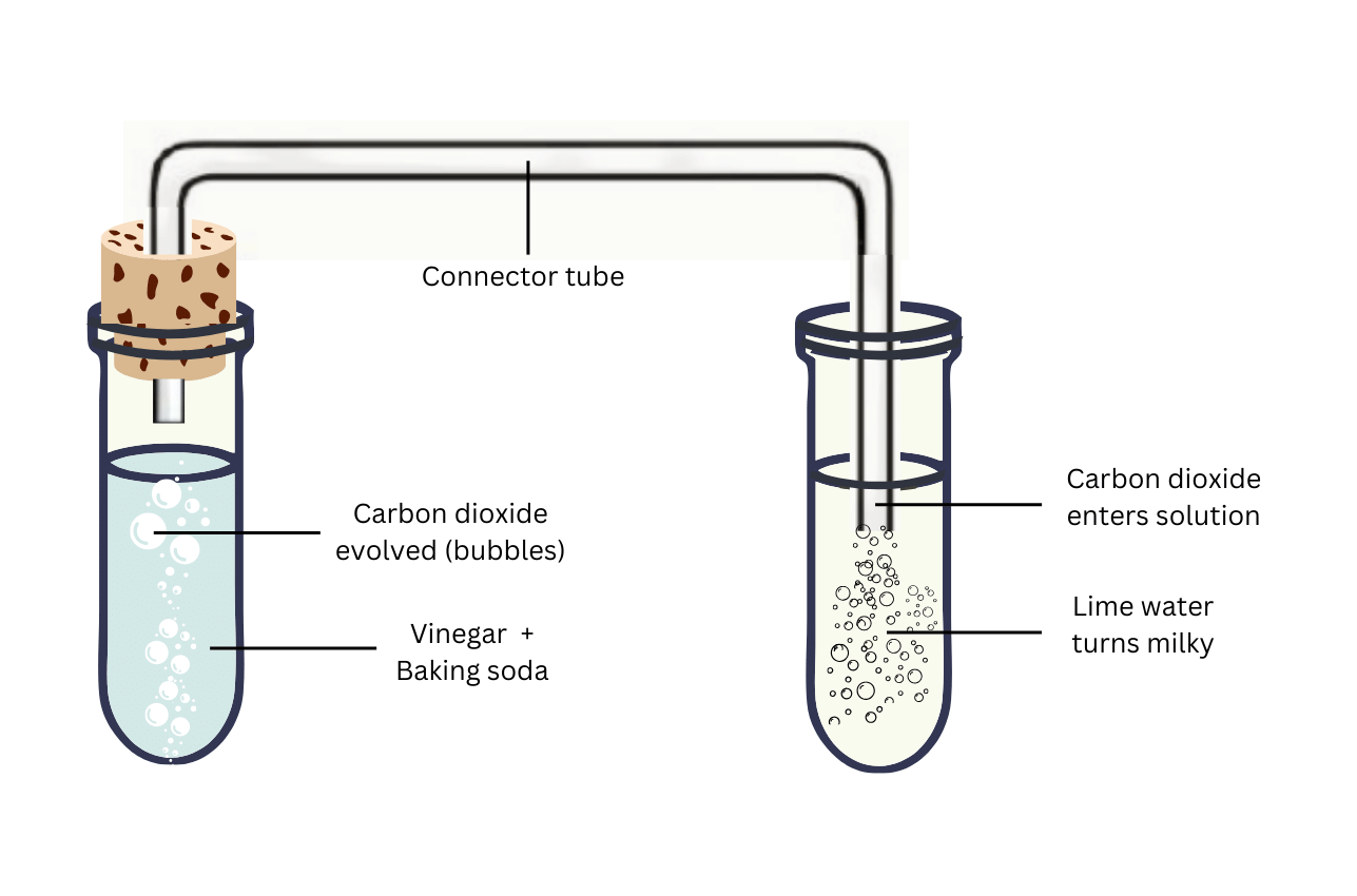 Contraption for reaction between vinegar and baking soda. Lime water turns milky.