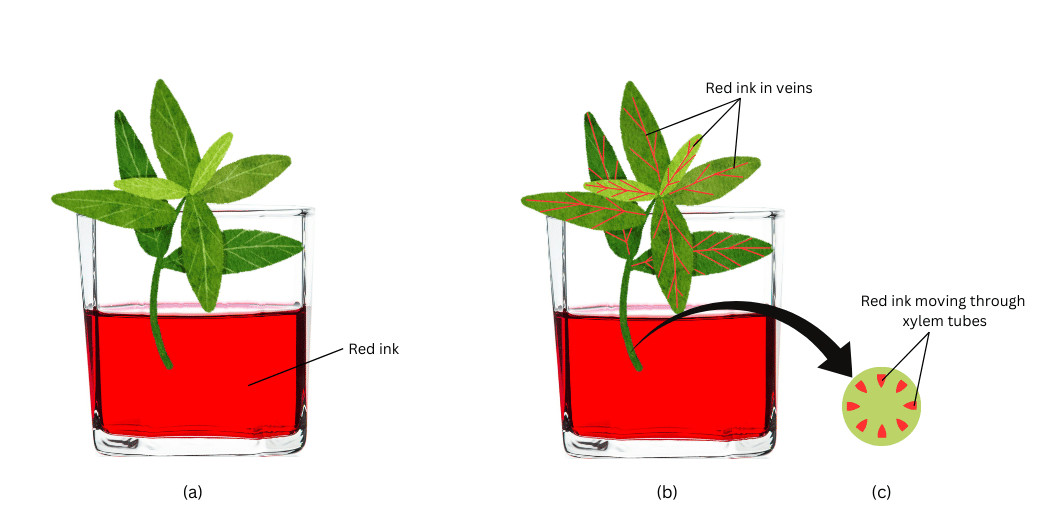 Red ink rising through the veins of leaves of the plant.