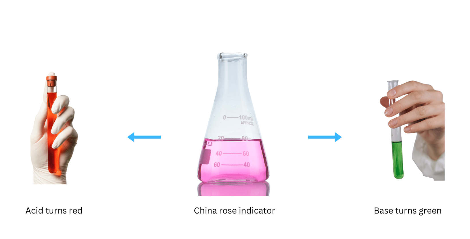 China rose indicator turns bases green and acids red when added to them.