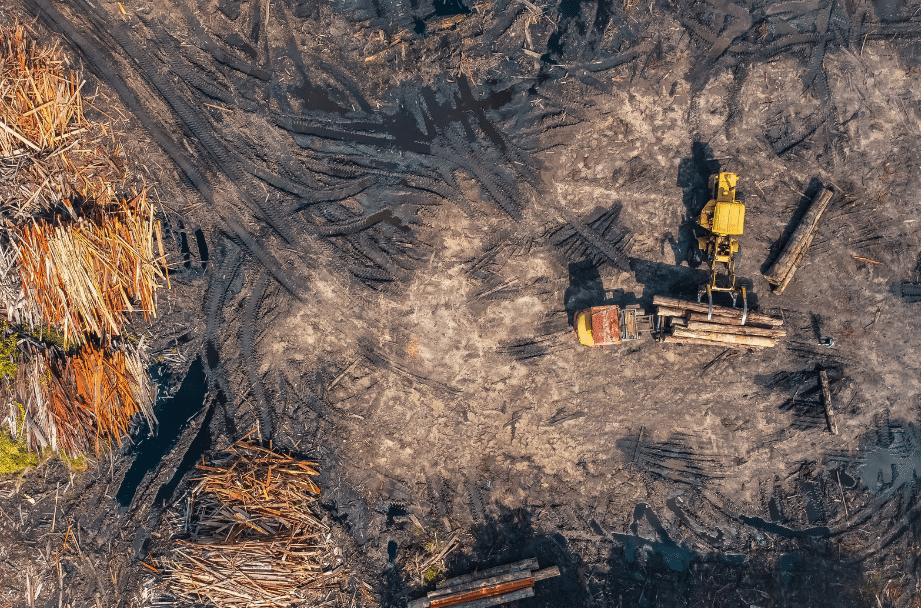 Heavy machinery uprooting trees.
