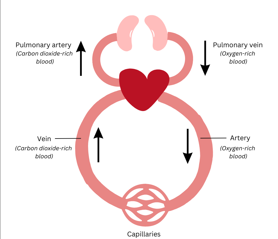 Function of heart as an intermediary pump between the lungs and the rest of the body.