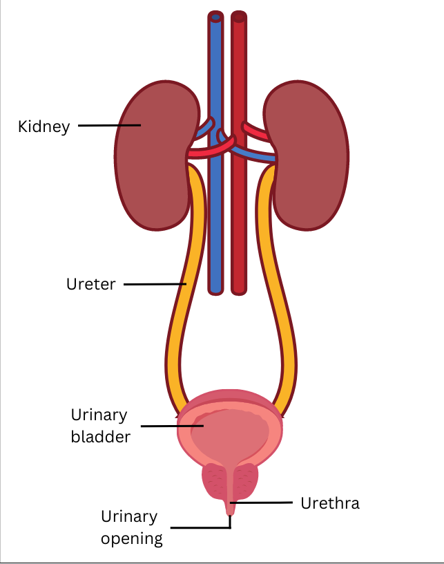 All parts of the human excretory system labelled.