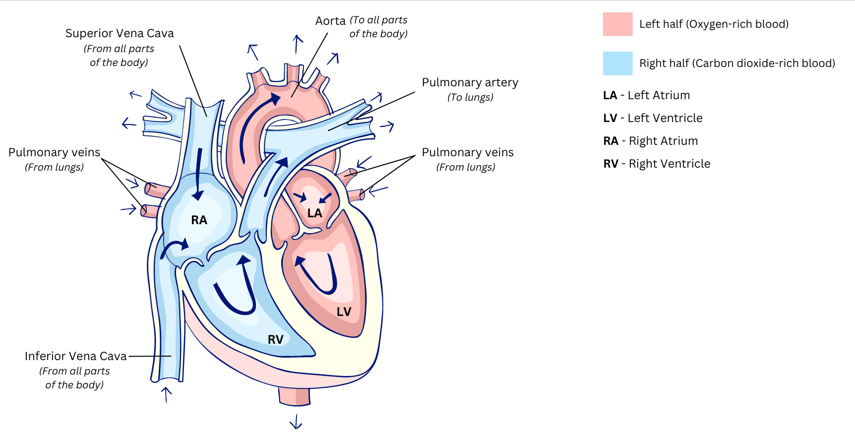 Circulation in the chambers of heart labelled and explained in detail.