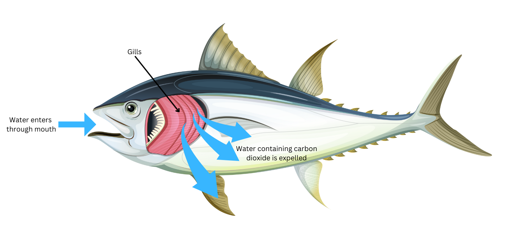 Process of respiration in fish where water enters through the mouth and oxygen is absorbed by gills.