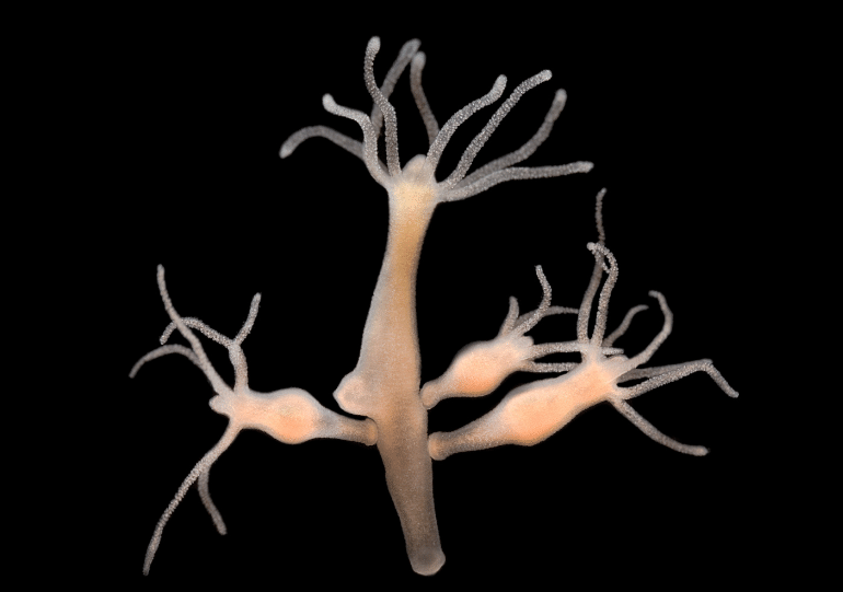 Picture of hydra budding under microscope.
