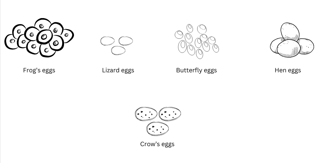 Eggs of frog, lizard, butterfly or moth, hen and crow.