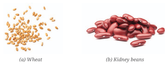 Wheat seeds and kidney bean seeds.