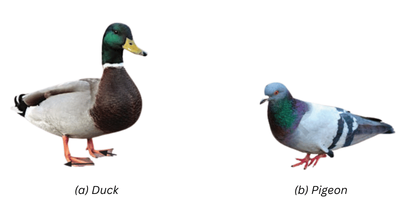 Duck and pigeon.