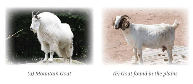 Mountain goat and plain goat.