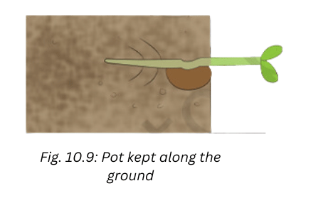 Pot of plamt kept along the ground.