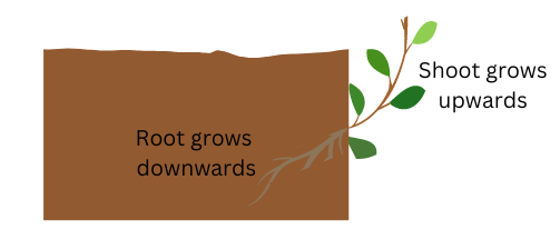 Shoot grows upwards and root grows downwards in response to sunlight.