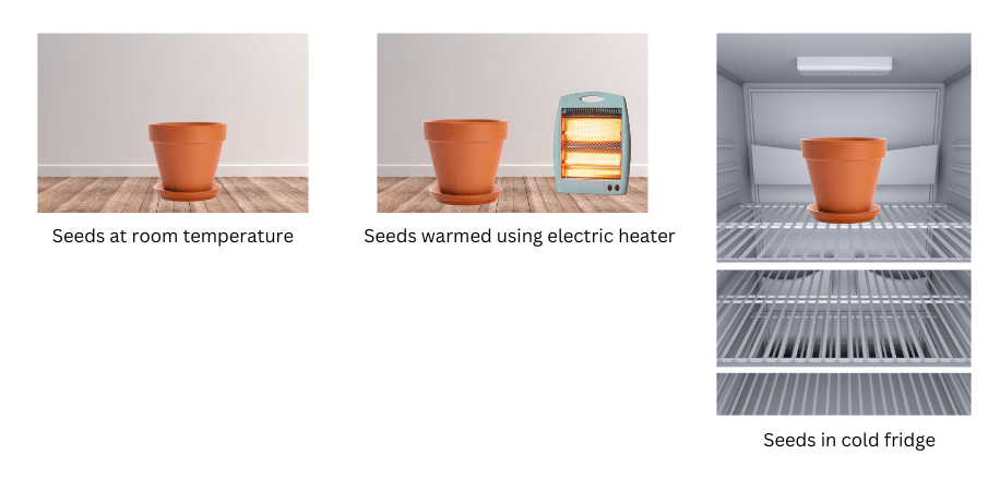 Seeds at room temperature, heated using electric heater and in a cold fridge.