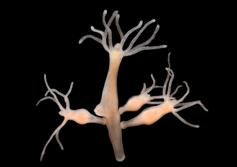 Hydra reproducing under microscope.
