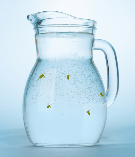 Hydra on the sides of glass jar.