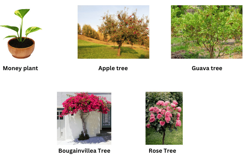 Five different plants.