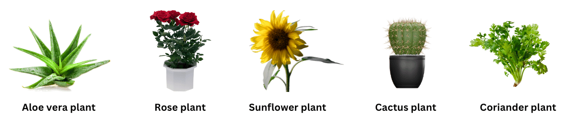 Five different plants to be given as gifts.