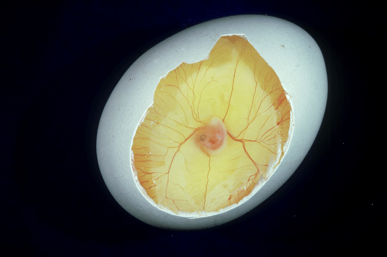 Developing chick embryo in egg.
