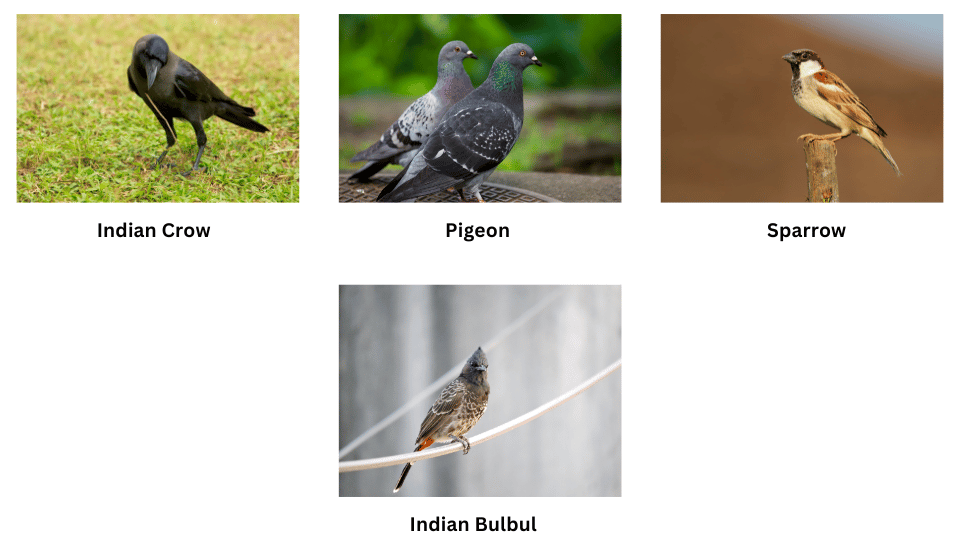 Different types of birds in the park.
