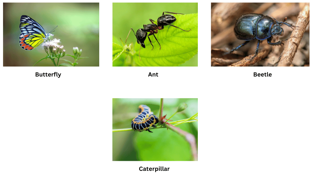 Different types of insects in the park.