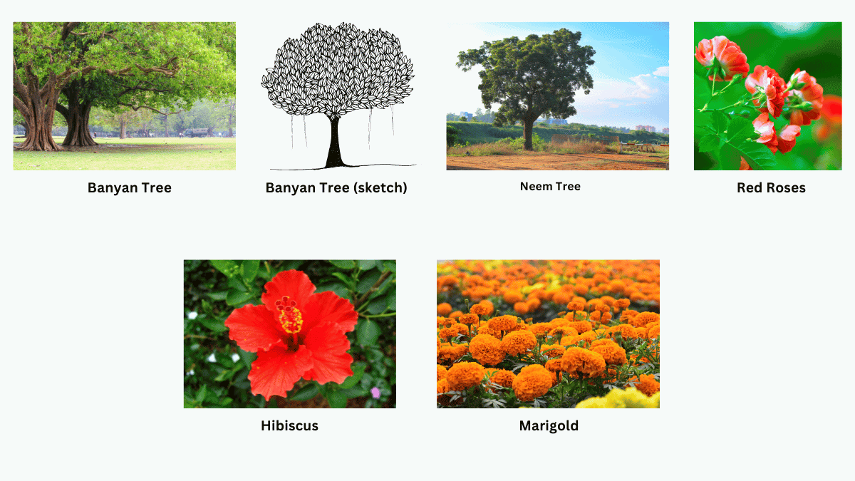 Different types of plants in the park.