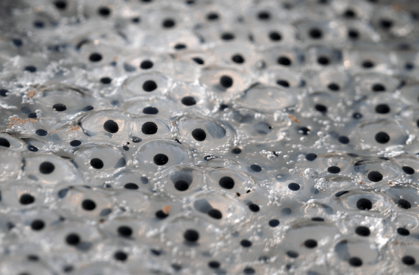 Cluster of frog's eggs.