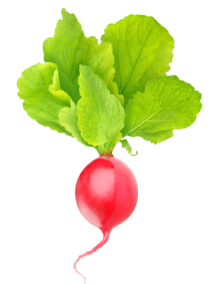 Red radish with reticulate venation in leaves.