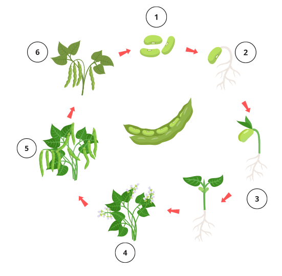 Different stages in the life cycle of a bean plant.