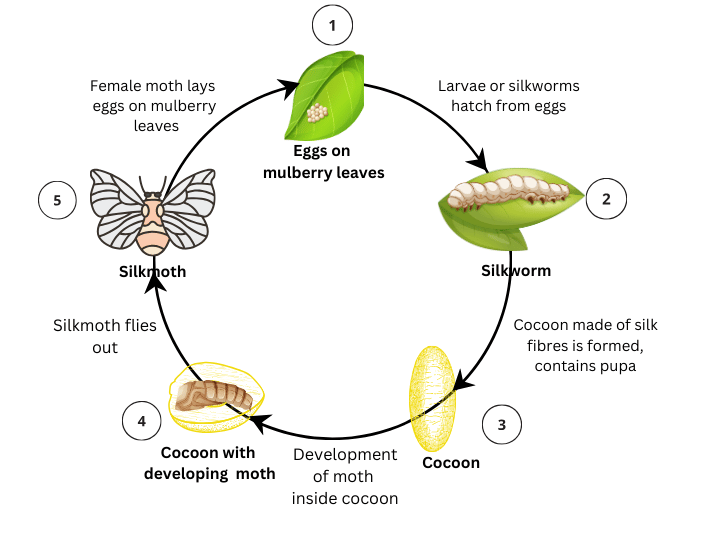 Different stages in the life cycle of a silk moth.