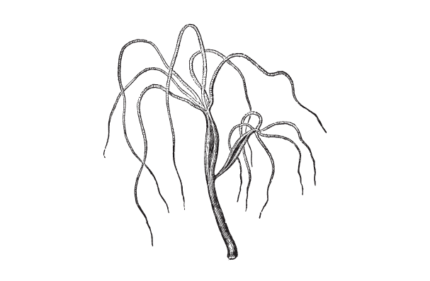 Drawing of hydra.